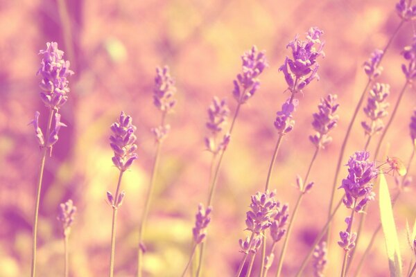 Blumen wachsen im Sommer auf dem Feld