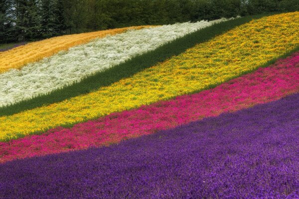 Blumen sind bunt wie ein Regenbogenfeld