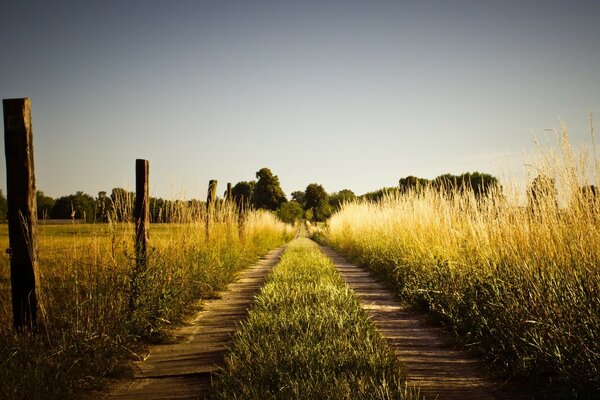 Sommer. Die Sonne. Das Feld. Die Natur