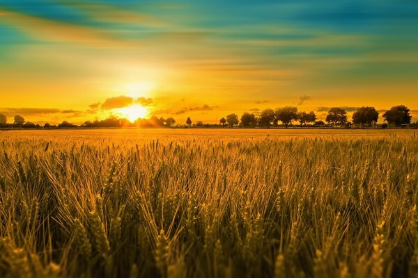 Bright sunset over wheat fields