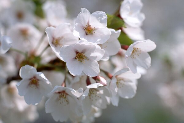 The cherry blossomed after the arrival of spring