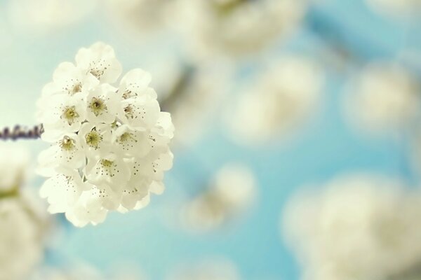 Blurred cherry blossoms on the sky background