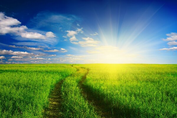 A green field against the background of dawn