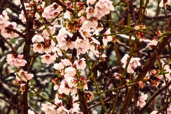 Flor de cerejeira espessa