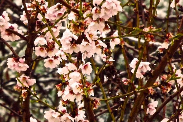 Густе цвітіння дерев сакури