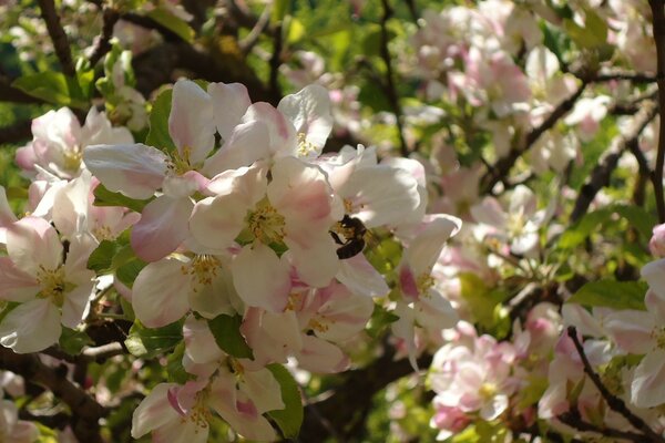 Blühende Apfelzweige mit einer kleinen Biene auf einer der Blüten