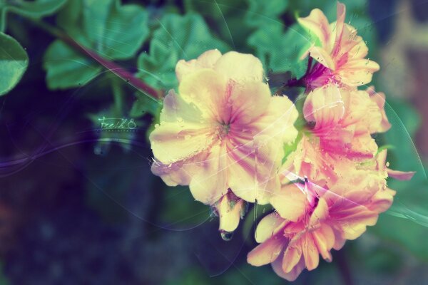 Ramo de floração de uma planta com flores amarelo-vermelhas