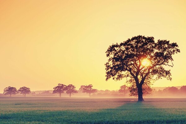 Lever du soleil dans la campagne