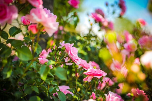 Giardino estivo con fiori a fuoco