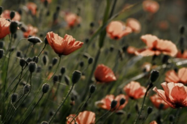 Blumenvielfalt auf den Feldern im Sommer