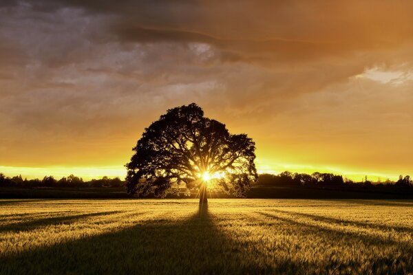 Weitläufiger Baum vor dem Hintergrund der Sonne, die sich hinter den Horizont setzt