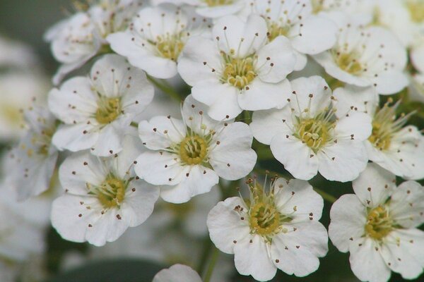 Flores blancas florecieron en el Jardín