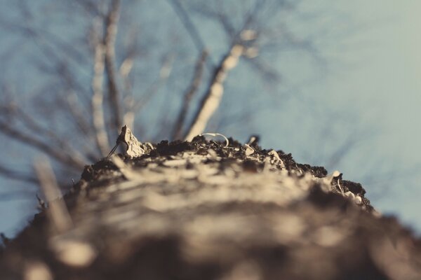 Tree trunk against the sky