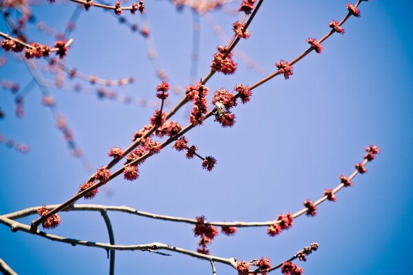 Blue spring sky and branches