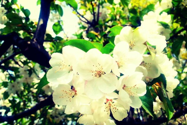 Árvore exuberante na flora do país