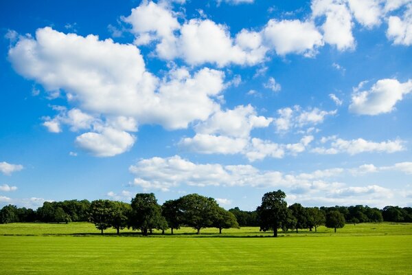 Summer landscape of trees in the field