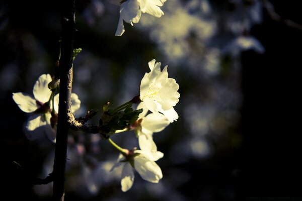 Flores blancas en una rama