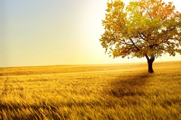 Landschaft in gelben Farben: Sonne, Feld und Laub