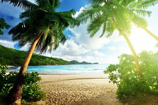 Cielo soleggiato sopra gli alberi tropicali