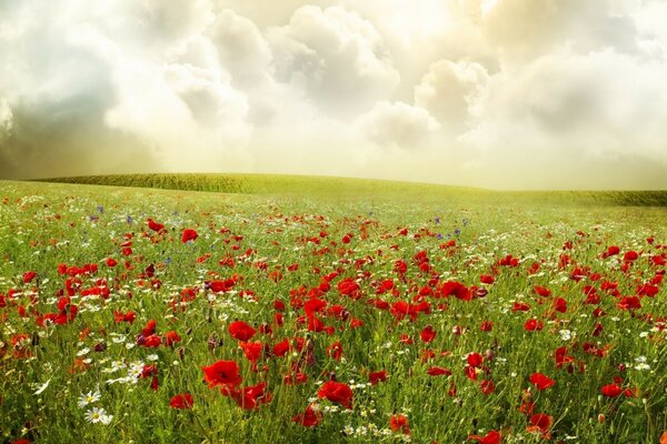 Green field with red poppies