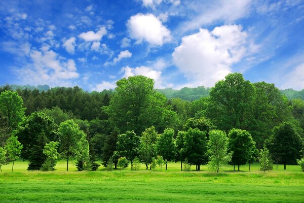 Paysage de ciel bleu, arbres verts