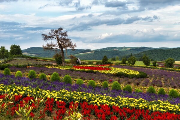 A beautiful garden of flowers in which there is a tree