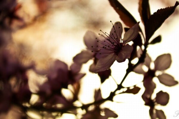 Ramo com flores em tons de cinza