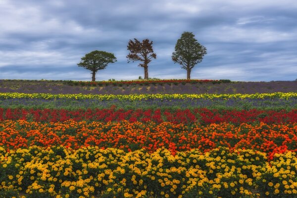 Bunt blühendes Feld und drei Bäume