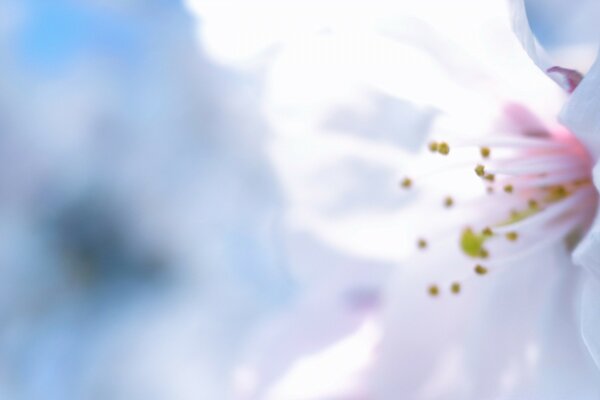 Fiore bianco con stami gialli