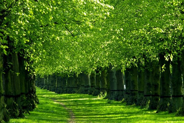 Das grüne Paradies hinter dem Zauberwald