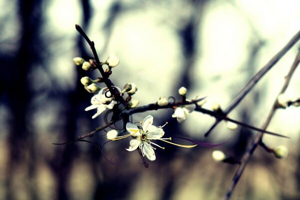 Kirschblüten auf verschwommenem Hintergrund