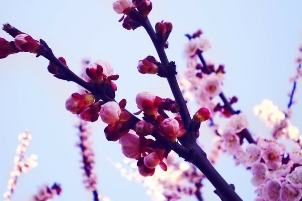 美丽的苹果在春天开花