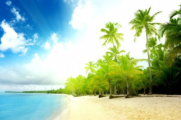 Plage ensoleillée tropicale près de l océan