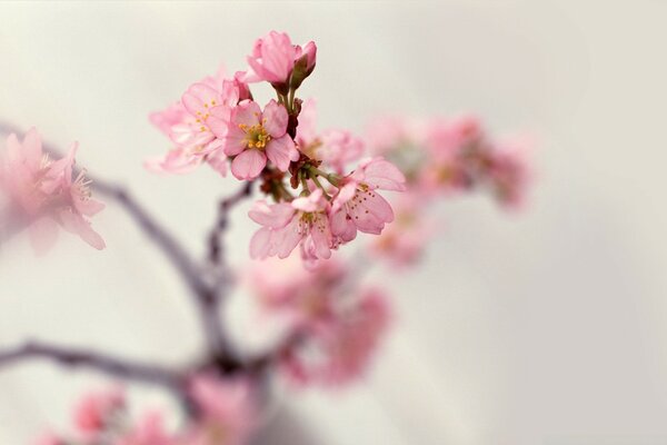 Blooming cherry branch with pink flowers