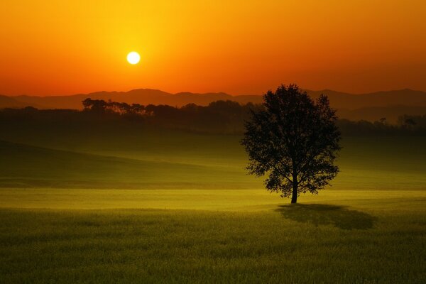 Árbol solitario al atardecer