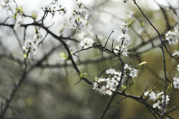 Fleurs blanches sur fond de pluie