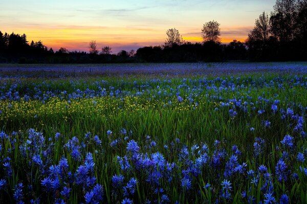 A field of hyacinths in the evening light