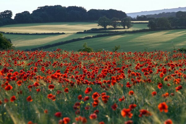 Picture of a field with red poppies