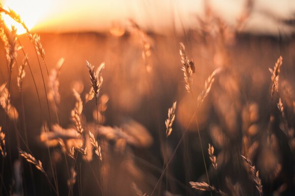 A landscape where every blade of grass is visible