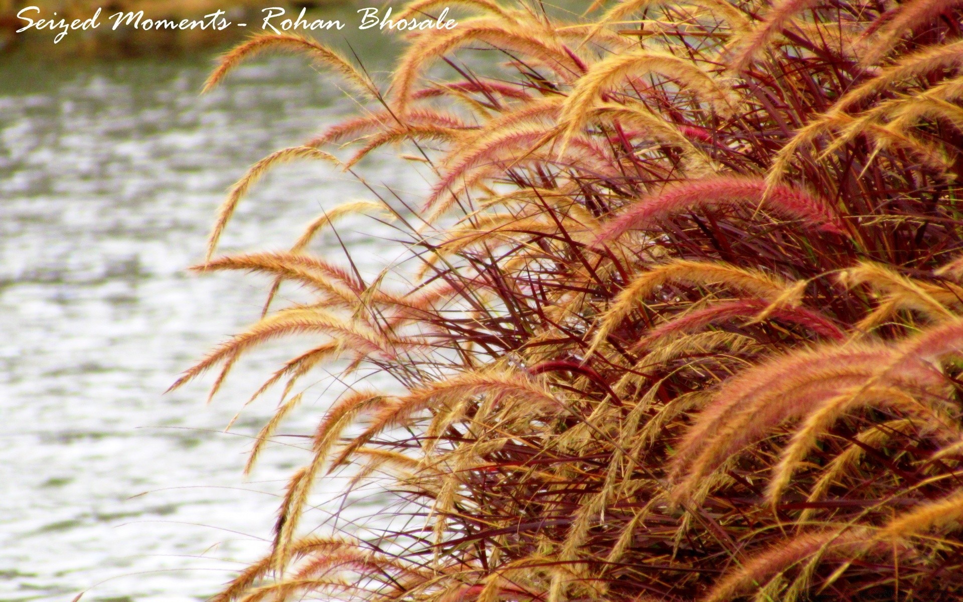 see natur flora herbst im freien blatt desktop gold gras farbe saison hell sommer schön