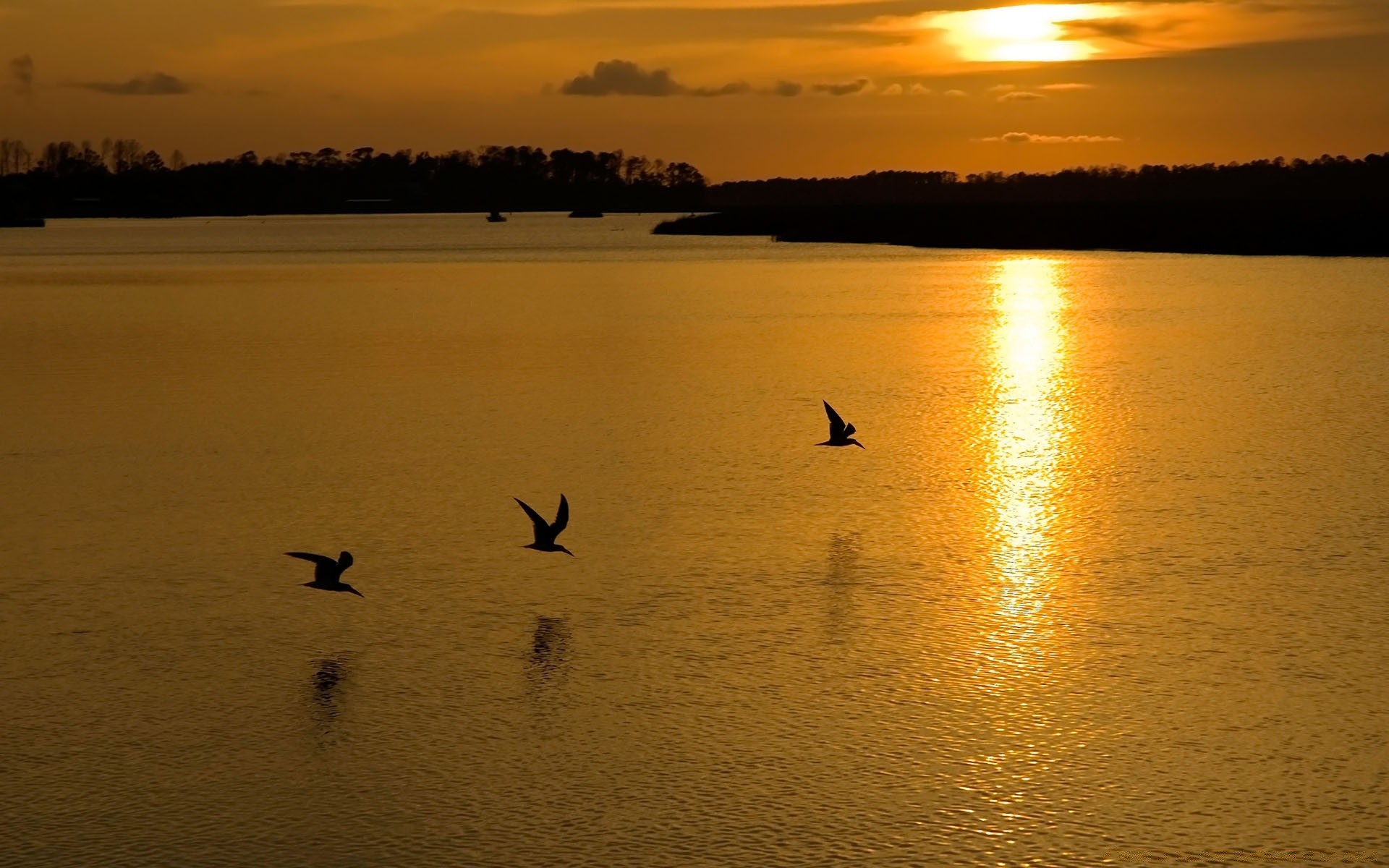 see sonnenuntergang wasser abend reflexion dämmerung dämmerung hintergrundbeleuchtung silhouette vogel fluss sonne strand landschaft licht