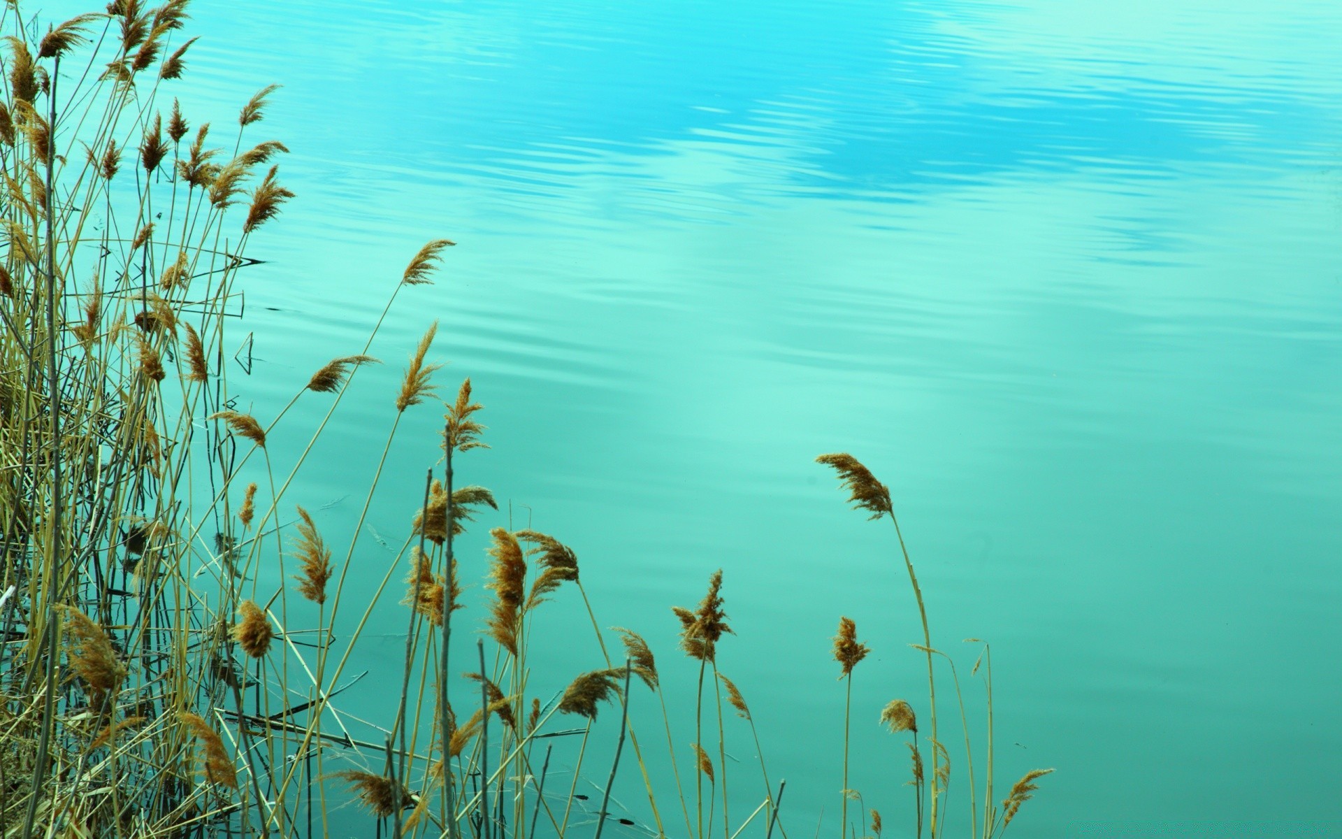 lago acqua natura estate sole bel tempo all aperto reed cielo flora paesaggio erba ambiente desktop