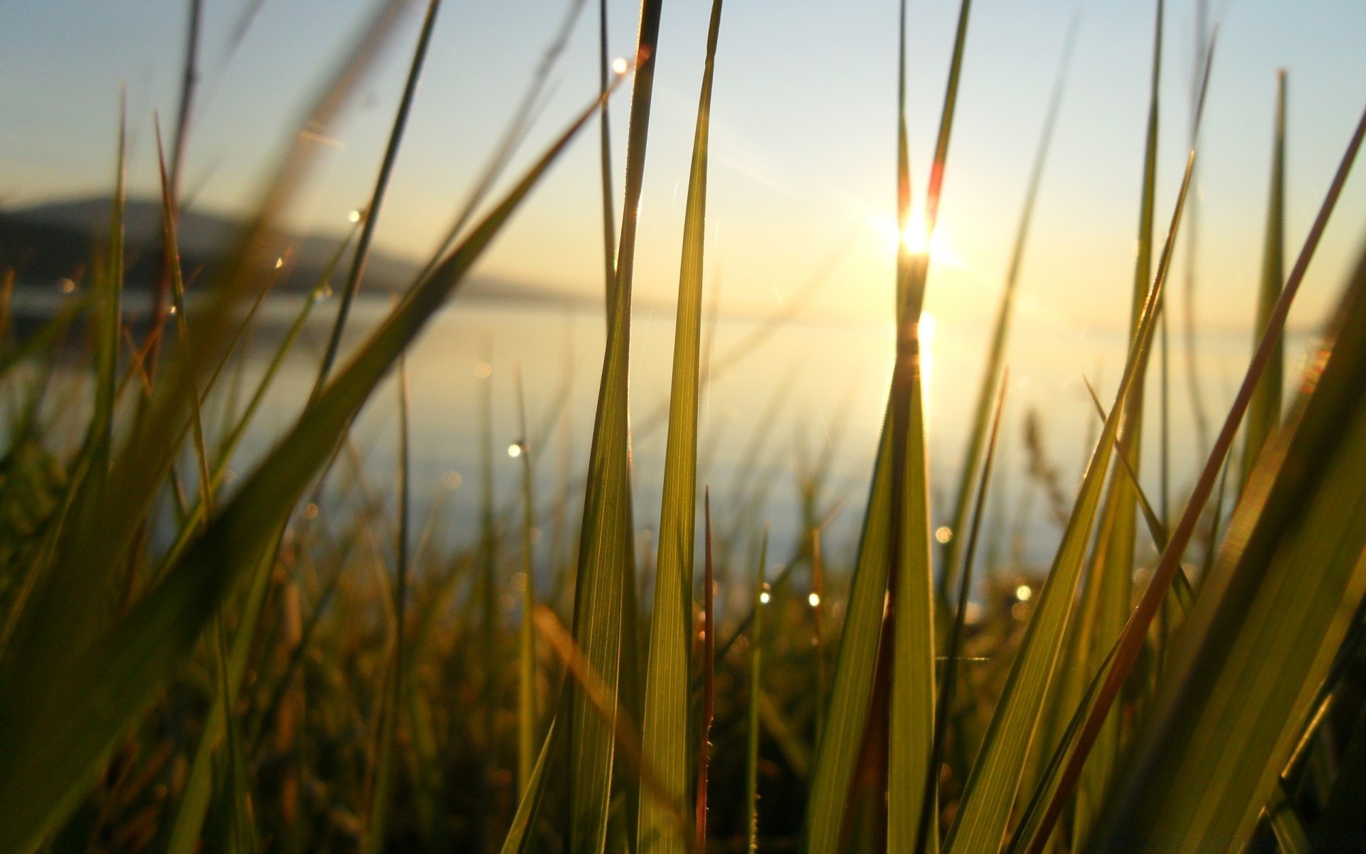 lagos amanhecer grama natureza crescimento sol flora folha ao ar livre verão paisagem bom tempo campo