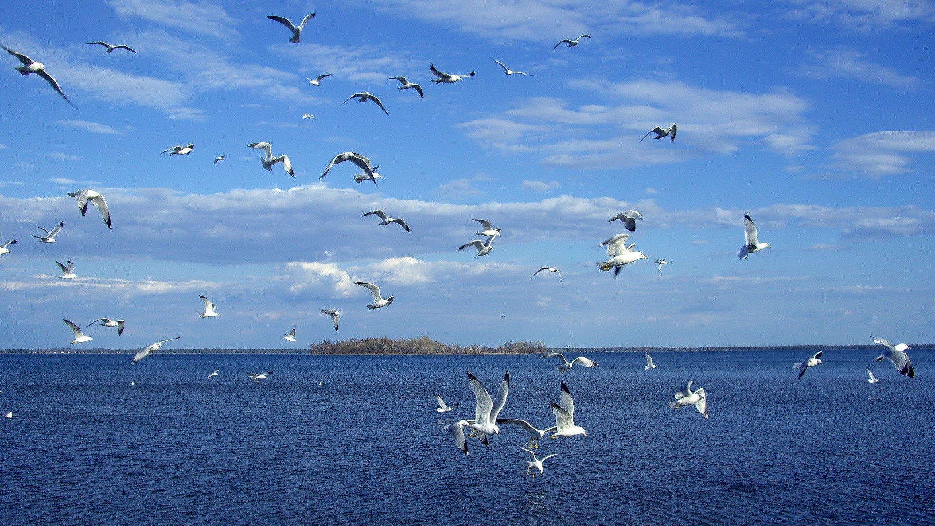 lac mouette oiseau eau faune mer oie nature océan sauvagine troupeau vol liberté cygne voler ciel planer stérile oiseaux