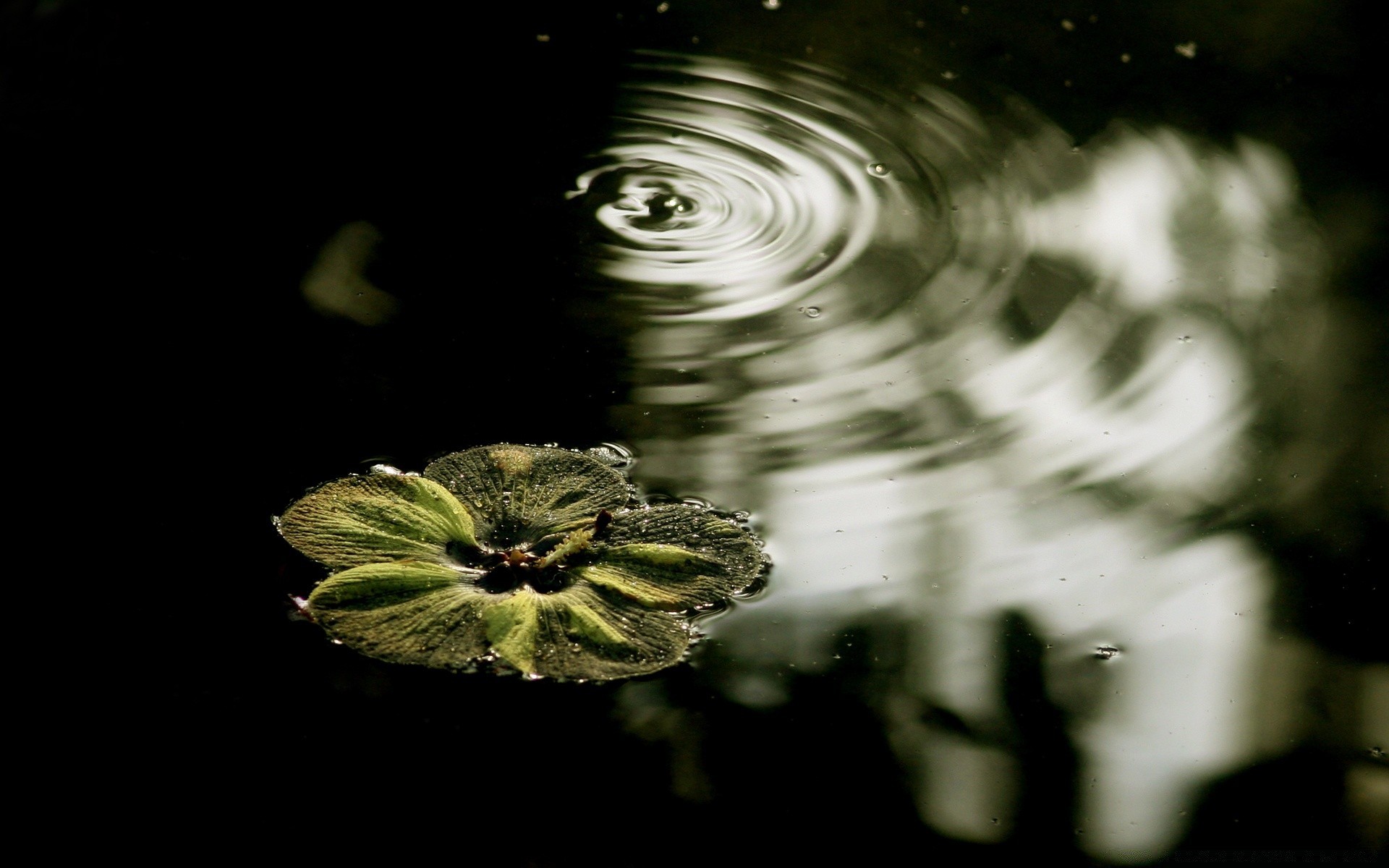 see natur reflexion blume regen licht farbe blatt umwelt