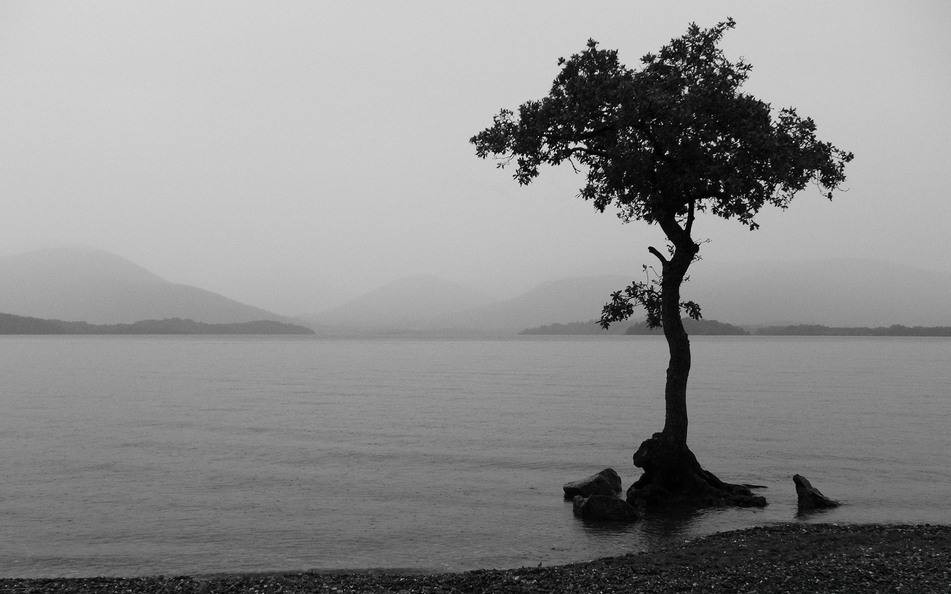 see nebel wasser landschaft baum nebel morgendämmerung