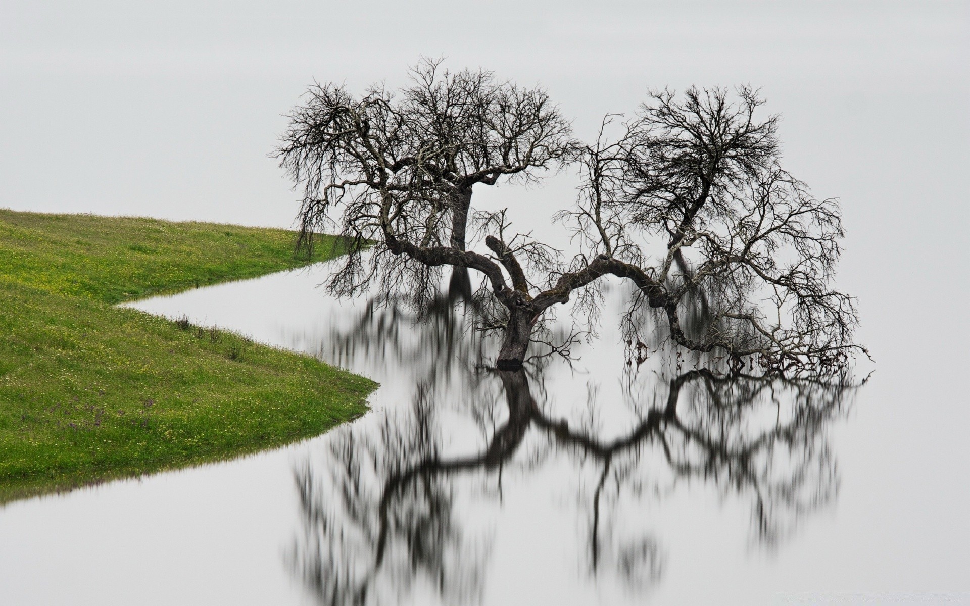 lagos paisagem árvore natureza inverno água madeira cênica temporada ramo grama ao ar livre cena névoa céu neve