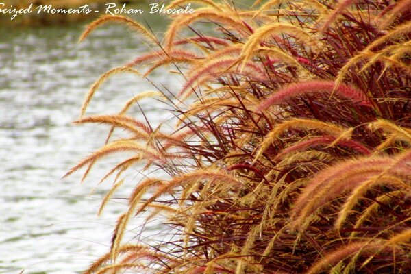 Autumn, plants by the water. Nature