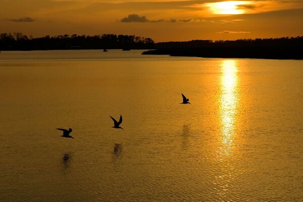 Vol d oiseaux au-dessus du lac au coucher du soleil