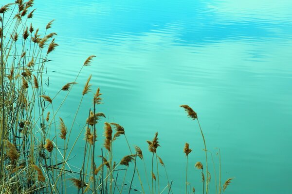 Malerischer See im Schilf